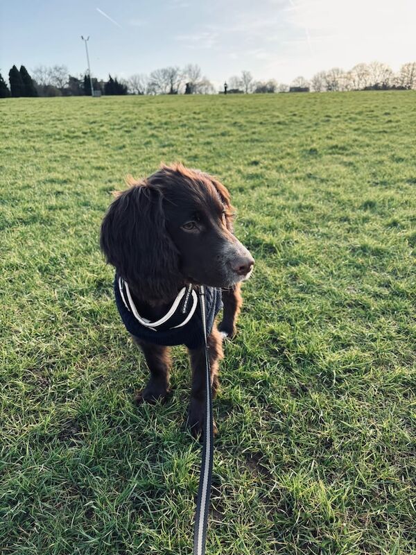 🐶 Loving 6-Month-Old Cocker Spaniel Looking for a Forever Home 🏡He is 6 months old not 4 month old for sale in Harlow, Essex - Image 2