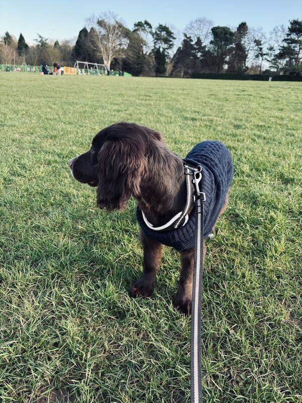 🐶 Loving 6-Month-Old Cocker Spaniel Looking for a Forever Home 🏡He is 6 months old not 4 month old for sale in Harlow, Essex - Image 3