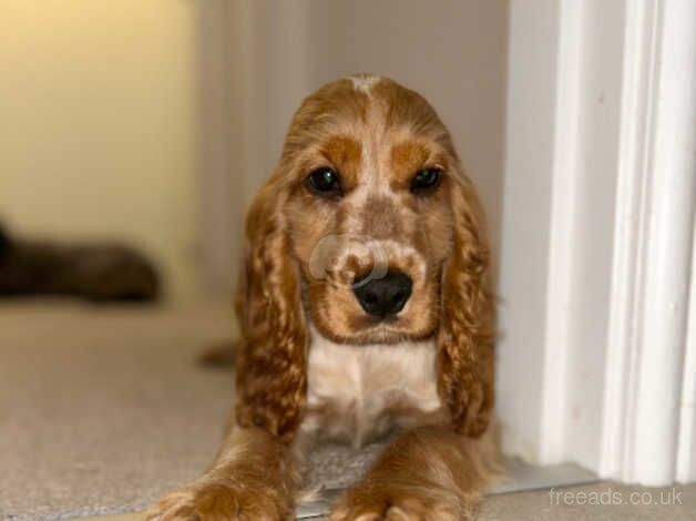 Loving female cocker spaniel pup for sale in Wakefield, West Yorkshire - Image 2