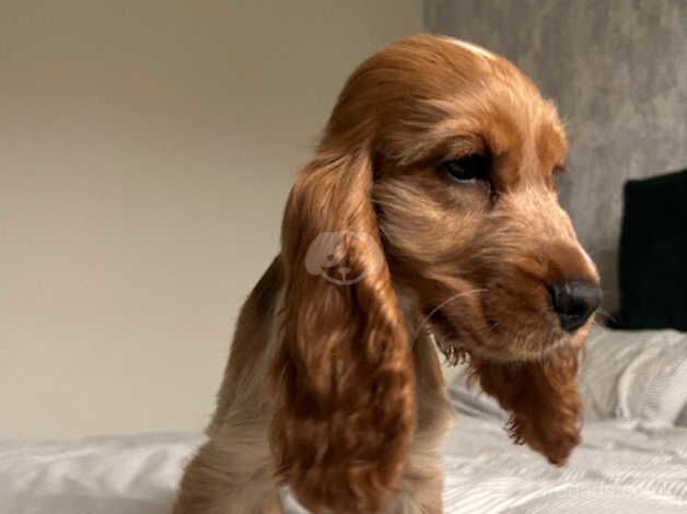 Loving female cocker spaniel pup for sale in Wakefield, West Yorkshire