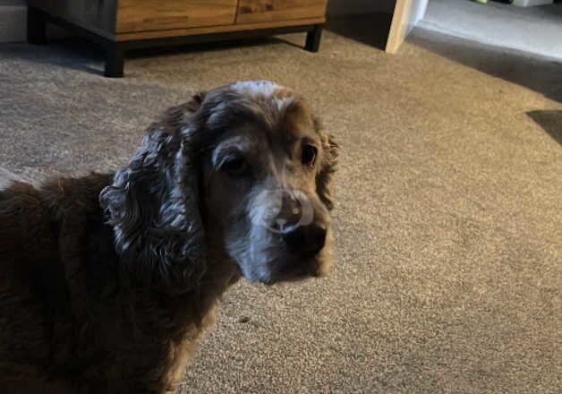 Cocker Spaniels for sale in Nottingham, Nottinghamshire