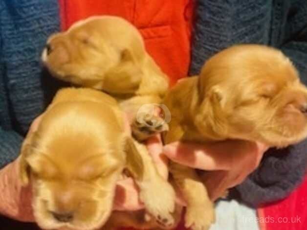 Cocker Spaniel Puppies for sale in South Yorkshire