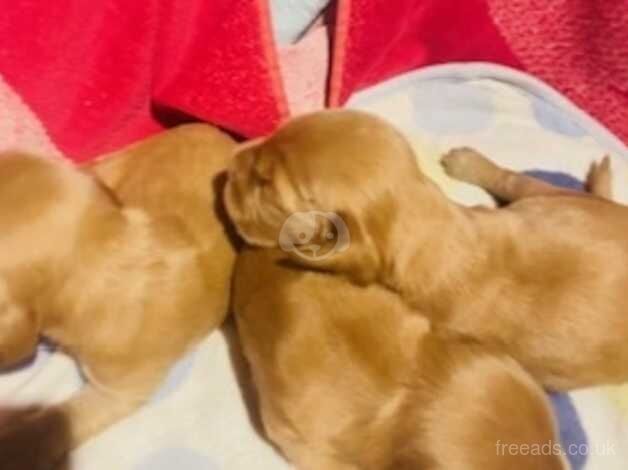 Cocker Spaniel Puppies for sale