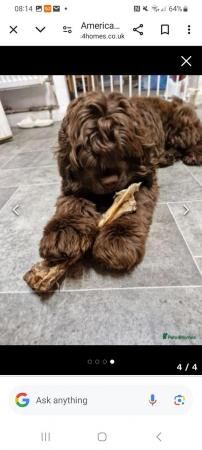 Male American cocker spaniel for sale in Halifax, West Yorkshire