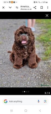 Male American cocker spaniel for sale in Halifax, West Yorkshire - Image 2