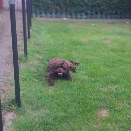 Male American cocker spaniel for sale in Halifax, West Yorkshire - Image 3