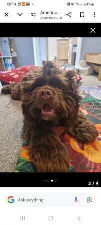 Male American cocker spaniel for sale in Halifax, West Yorkshire - Image 4