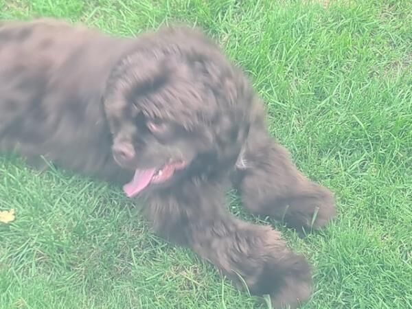 Male American cocker spaniel for sale in Halifax, West Yorkshire - Image 5