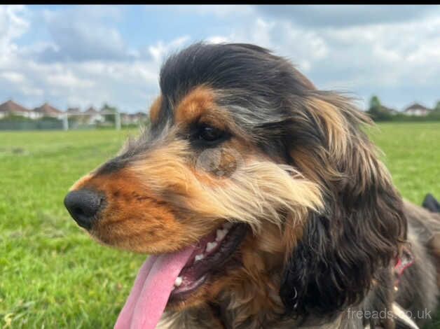 Male cocker spaniel 10 months old for sale in Southampton, Hampshire