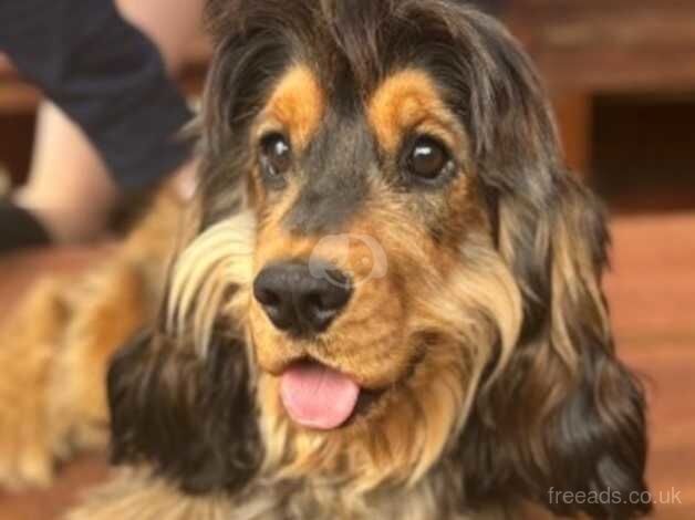 Male cocker spaniel 11 months old for sale in Southampton, Hampshire