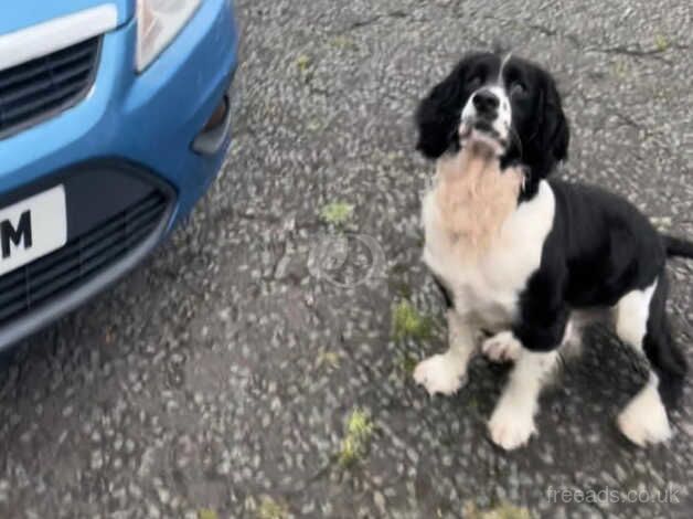 Male cocker spaniel 3 year old for sale in Gateshead, Tyne and Wear