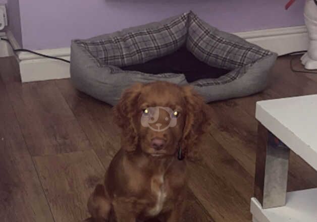 Male Cocker Spaniel called Teddy for sale in Bootle, Merseyside