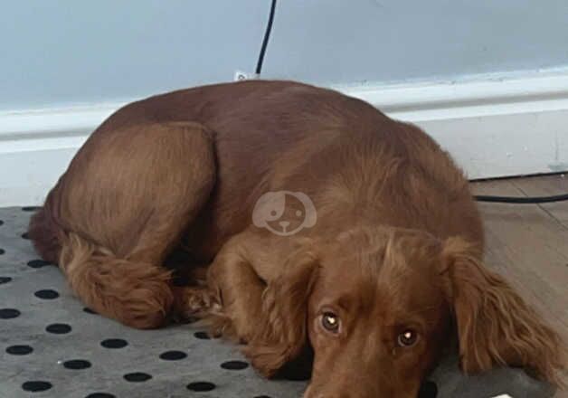 Male Cocker Spaniel called Teddy for sale in Bootle, Merseyside - Image 2