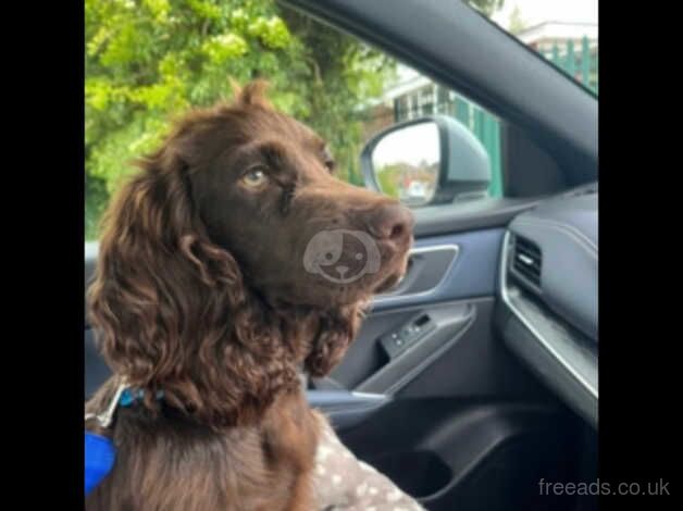 Male Cocker Spaniel for sale in Royal Leamington Spa, Warwickshire - Image 1