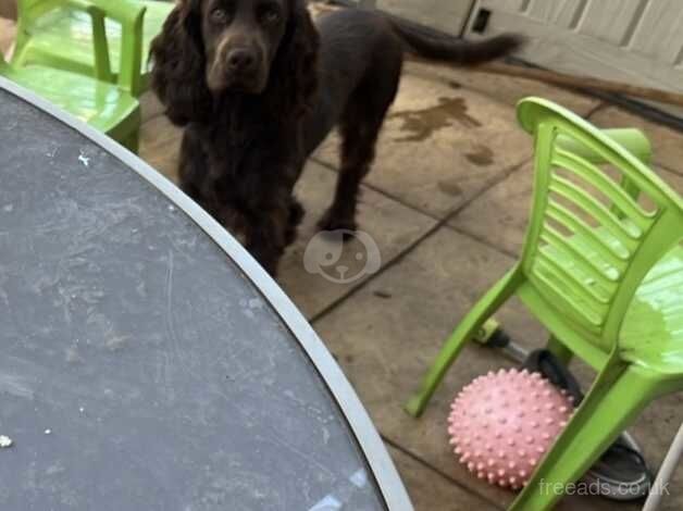 Male Cocker Spaniel for sale in Royal Leamington Spa, Warwickshire - Image 2