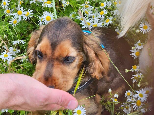 Male cocker spaniel for sale in Leicester Forest East, Leicestershire