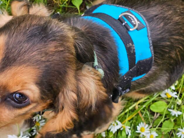 Male cocker spaniel for sale in Leicester Forest East, Leicestershire - Image 3