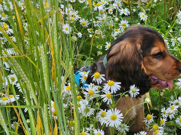 Male cocker spaniel for sale in Leicester Forest East, Leicestershire - Image 4