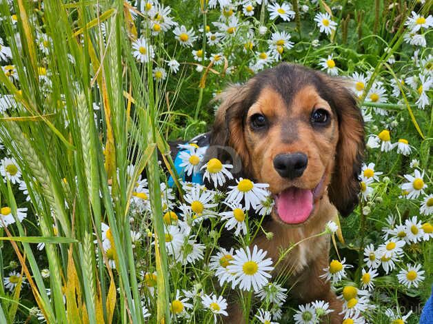 Male cocker spaniel for sale in Leicester Forest East, Leicestershire - Image 5