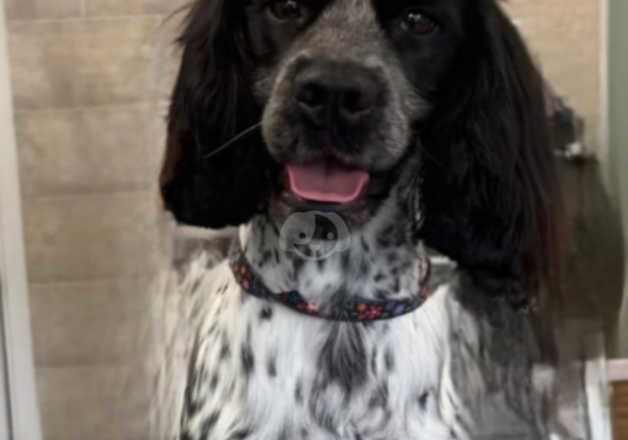 Male Cocker Spaniel for sale in Nantyglo, Blaenau Gwent