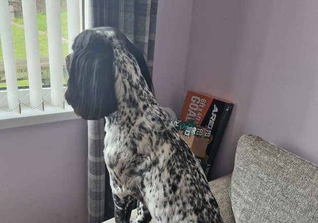 Male Cocker Spaniel for sale in Nantyglo, Blaenau Gwent - Image 4