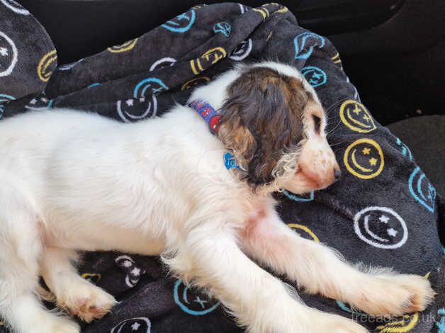 Male cocker spaniel for sale in St Austell, Cornwall