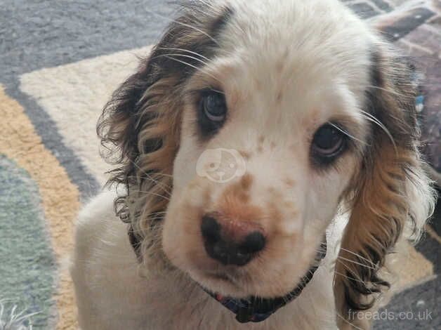 Cocker Spaniel Puppies for sale in Cornwall