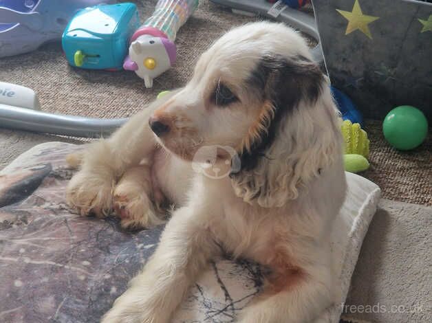 Cocker Spaniel Puppies for sale