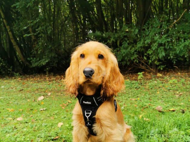 Male Cocker Spaniel for sale in Tamworth, Staffordshire - Image 1