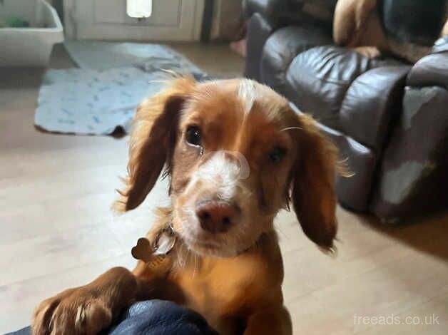 Male cocker spaniel - KC registered for sale in Stourport-on-Severn, Worcestershire - Image 2