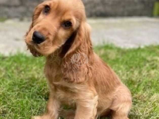 Male cocker spaniel puppy for sale in Llandeilo, Carmarthenshire - Image 1