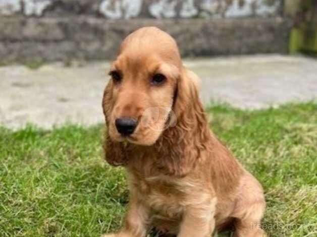 Male cocker spaniel puppy for sale in Llandeilo, Carmarthenshire - Image 2