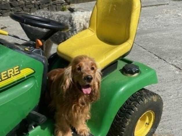 Male cocker spaniel puppy for sale in Llandeilo, Carmarthenshire - Image 3