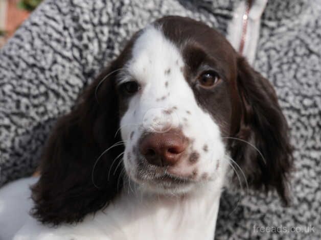 Male cocker spaniel puppy needs a loving home for sale in Wisbech, Cambridgeshire