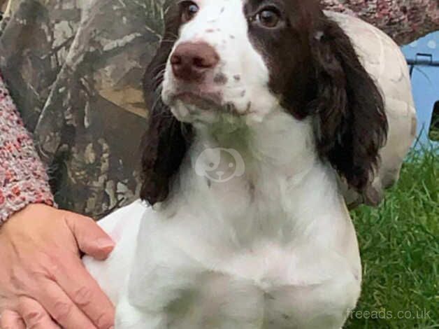 Male cocker spaniel puppy needs a loving home for sale in Wisbech, Cambridgeshire - Image 2