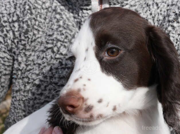 Male cocker spaniel puppy needs a loving home for sale in Wisbech, Cambridgeshire - Image 3