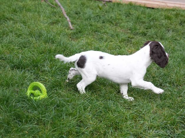 Male cocker spaniel puppy needs a loving home for sale in Wisbech, Cambridgeshire - Image 4