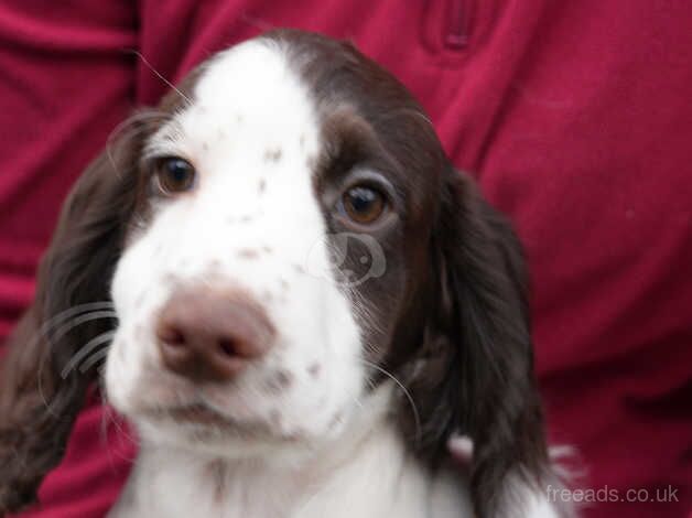 Male cocker spaniel puppy needs a loving home for sale in Wisbech, Cambridgeshire - Image 5