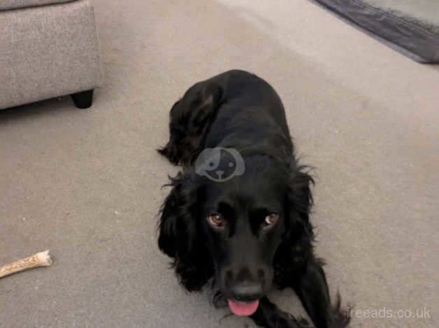 Male spaniel for sale in Sheffield, South Yorkshire