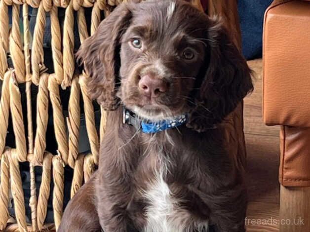 Male WCS 9 weeks old for sale in Southam, Cumbria