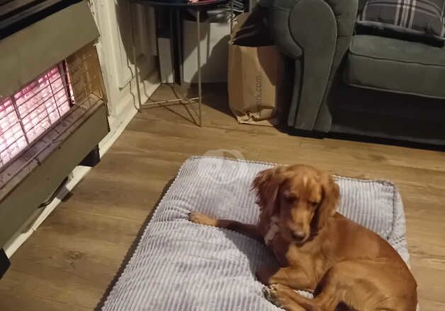 Male working cocker spaniel 1 year old for sale in Kingston upon Hull, East Riding of Yorkshire