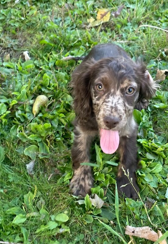 Merle chocolate & tan cocker spaniel for sale in Ely, Cambridgeshire - Image 1