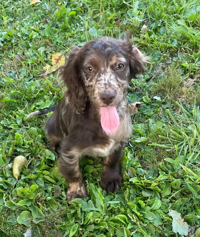 Merle chocolate & tan cocker spaniel for sale in Ely, Cambridgeshire - Image 2