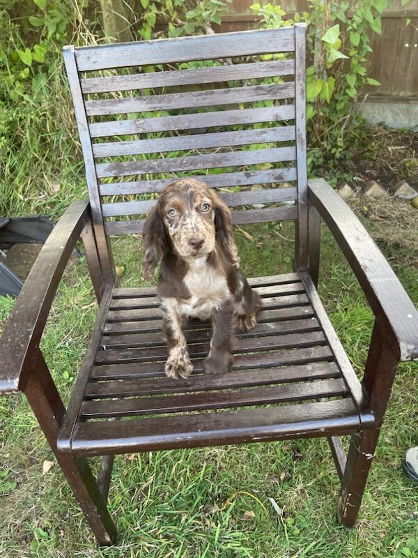 Cocker Spaniel Puppies for sale in Cambridgeshire