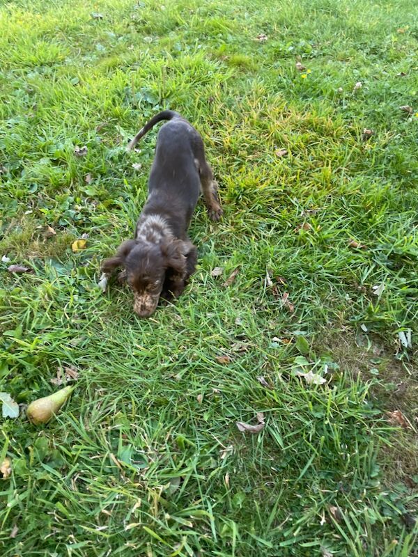 Merle chocolate & tan cocker spaniel for sale in Ely, Cambridgeshire - Image 4