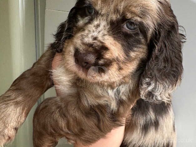 Merle/ parti Merle roan full colour cocker spaniel for sale in Wisbech, Cambridgeshire - Image 1