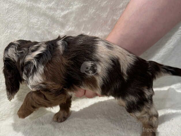 Merle/ parti Merle roan full colour cocker spaniel for sale in Wisbech, Cambridgeshire - Image 2