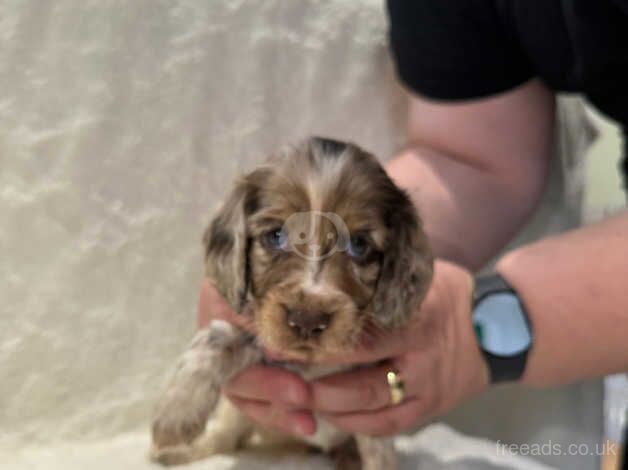 Merle/ parti Merle roan full colour cocker spaniel for sale in Wisbech, Cambridgeshire - Image 3