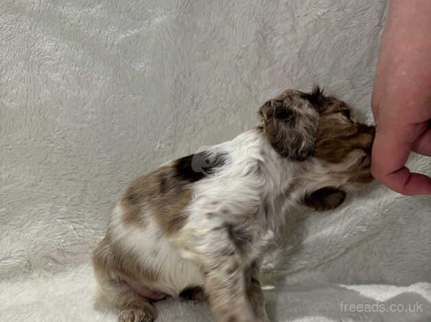 Merle/ parti Merle roan full colour cocker spaniel for sale in Wisbech, Cambridgeshire - Image 4