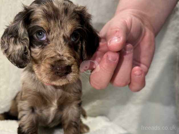 Merle/ parti Merle roan full colour cocker spaniel for sale in Wisbech, Cambridgeshire - Image 5